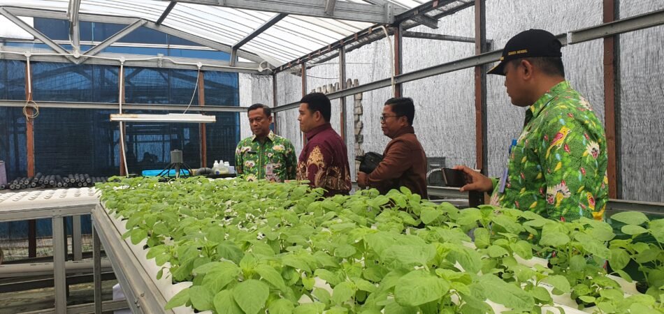 Program Hidroponik Synthesis Development Dukung Pemerintah Dalam Program Pencegahan Stunting